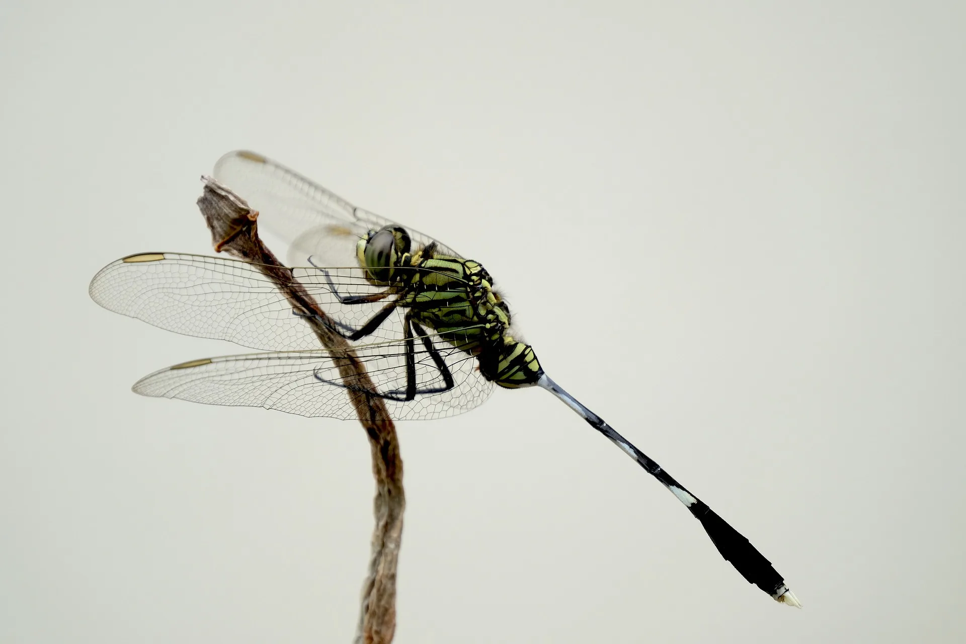 Preparat owada jako symbol zastosowań pomiarów drgań w entomologii.